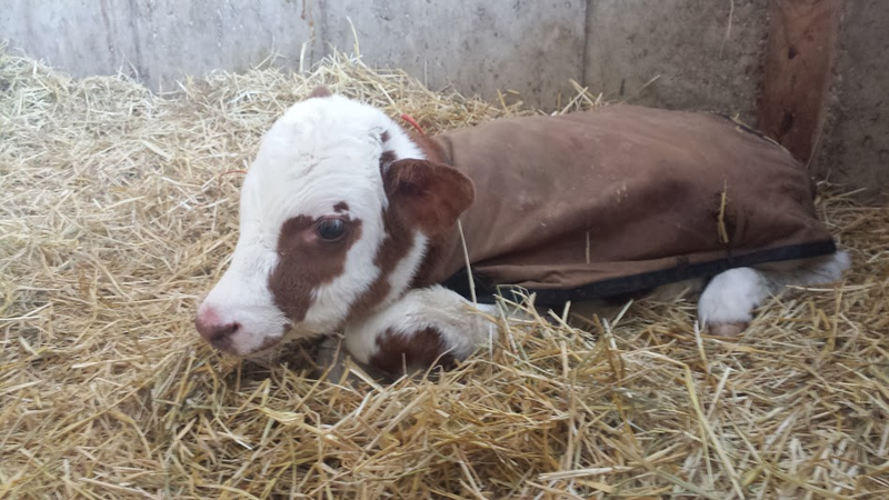 Illustration for article titled Newborn baby cow!!!!!!!!